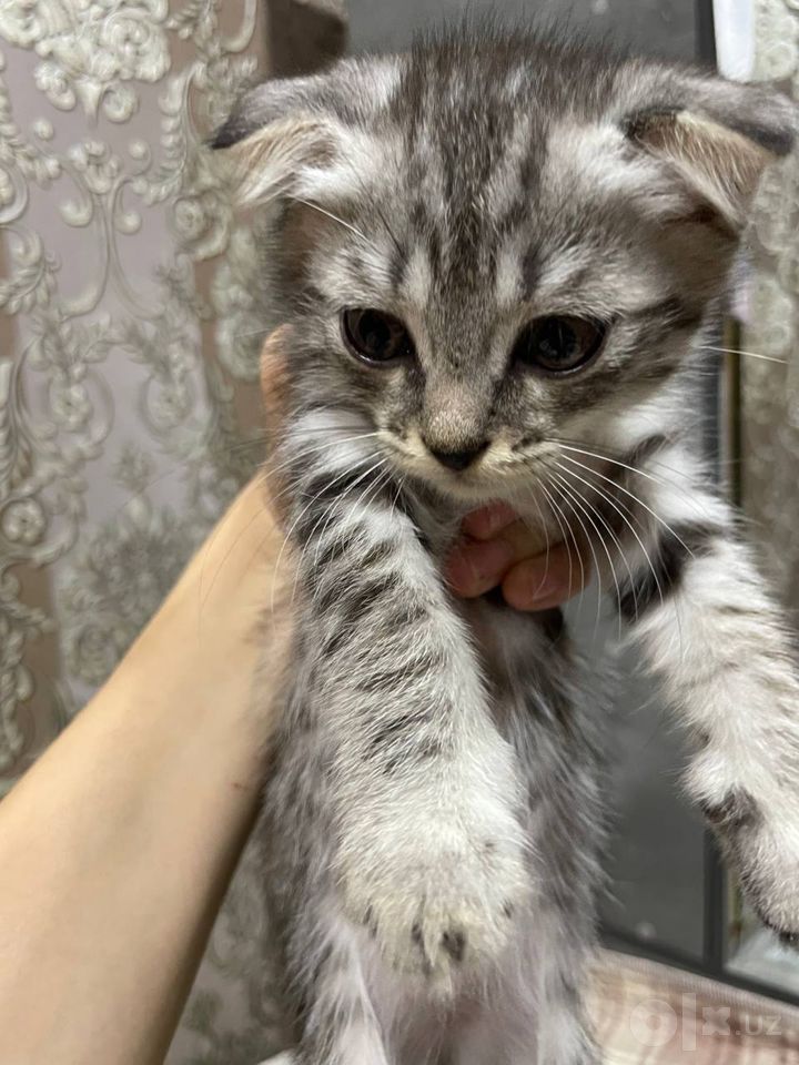 500 000 сум