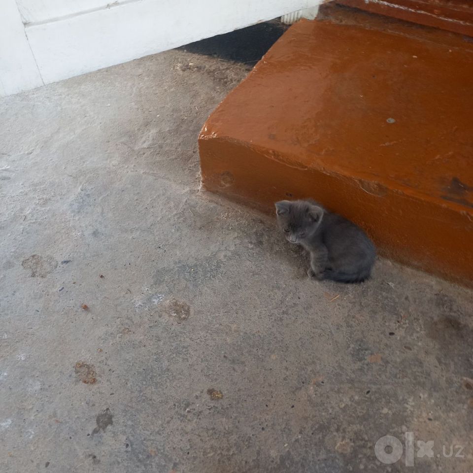 Бесплатно