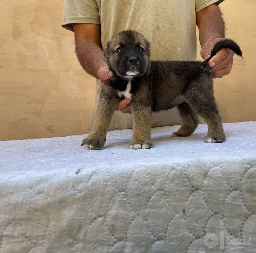 800 000 сум