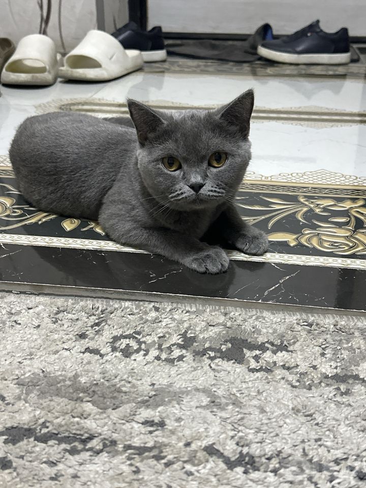 350 000 UZS