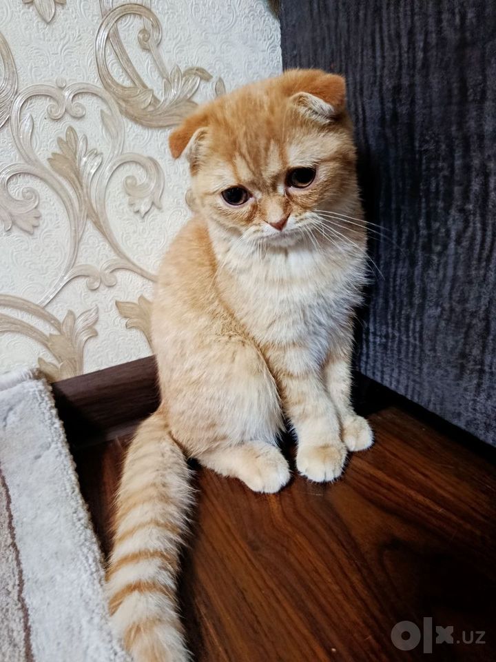 500 000 сум