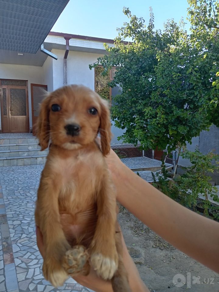 400 000 UZS