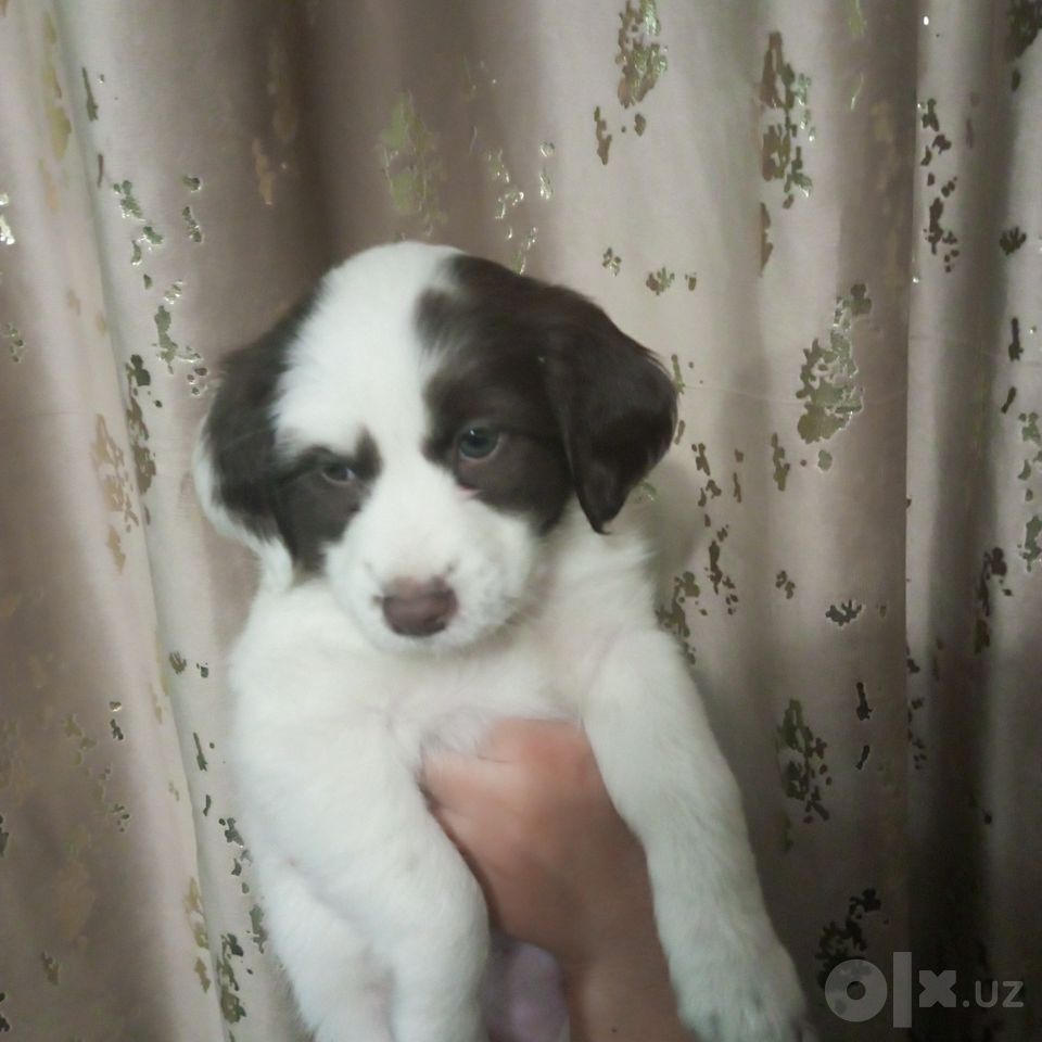 50 000 сум
