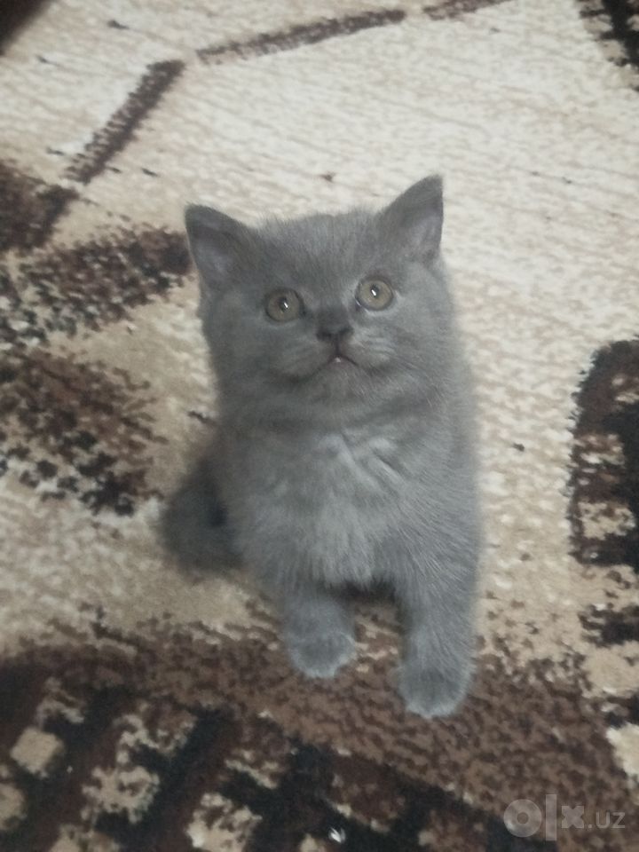 900 000 сум