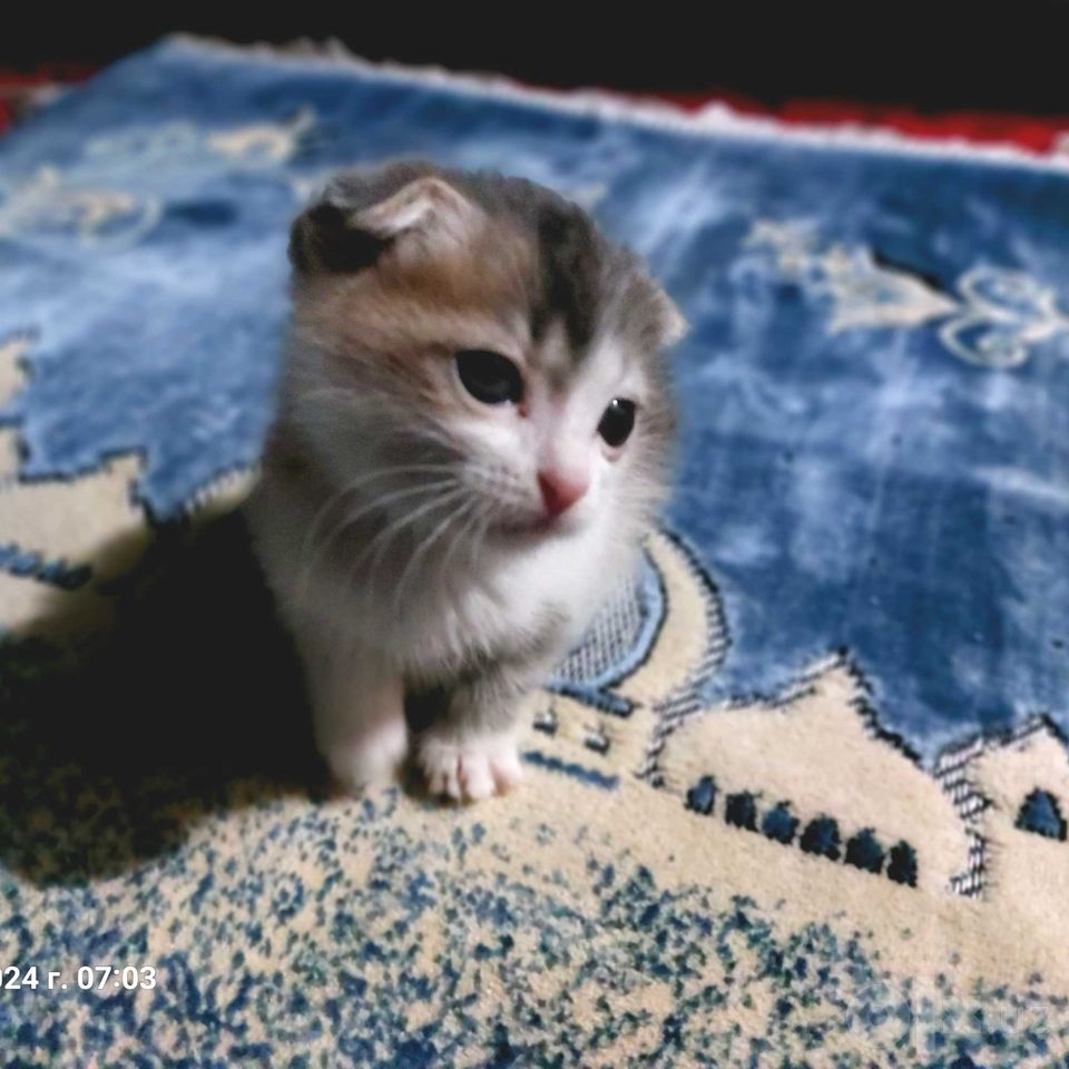 800 000 сум
