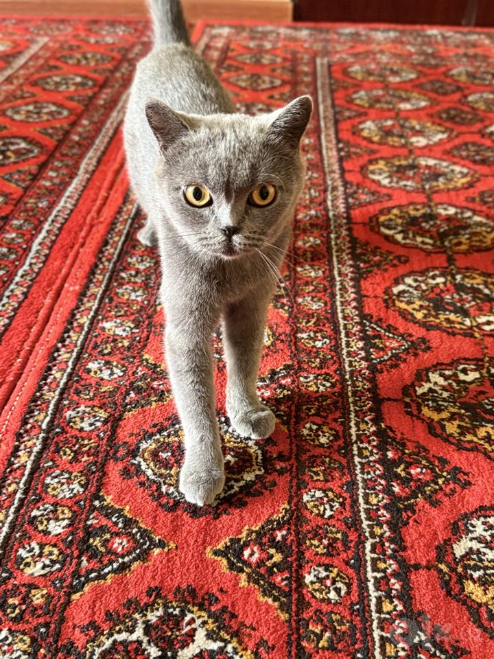 800 000 сум
