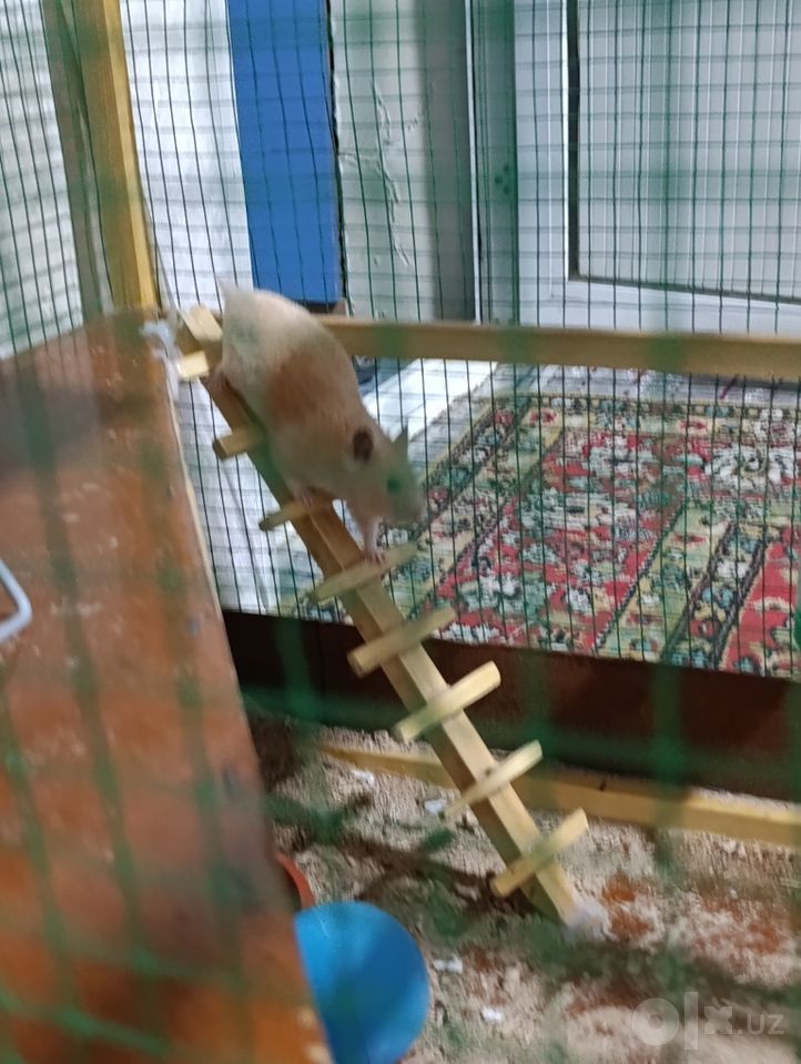 70 000 сум