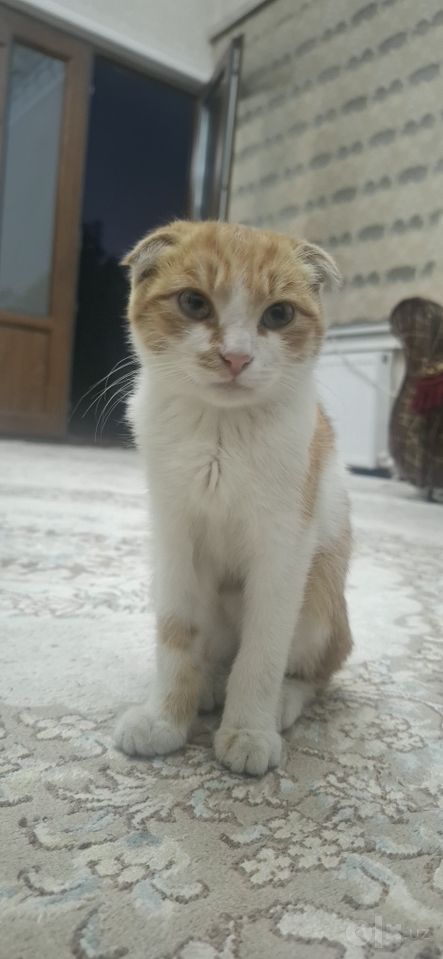 1 200 000 сум