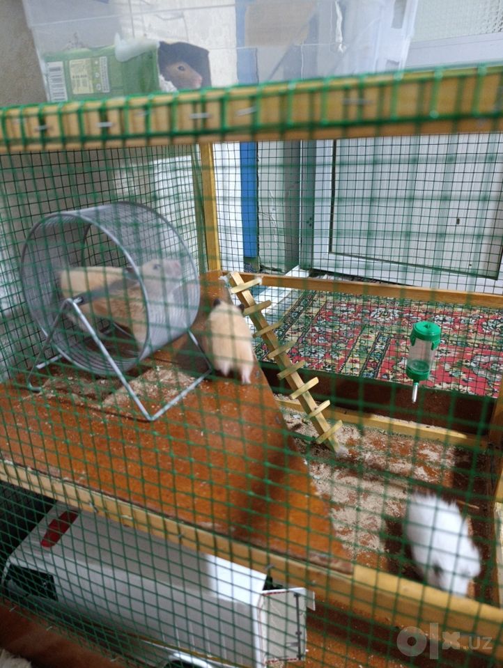 70 000 сум