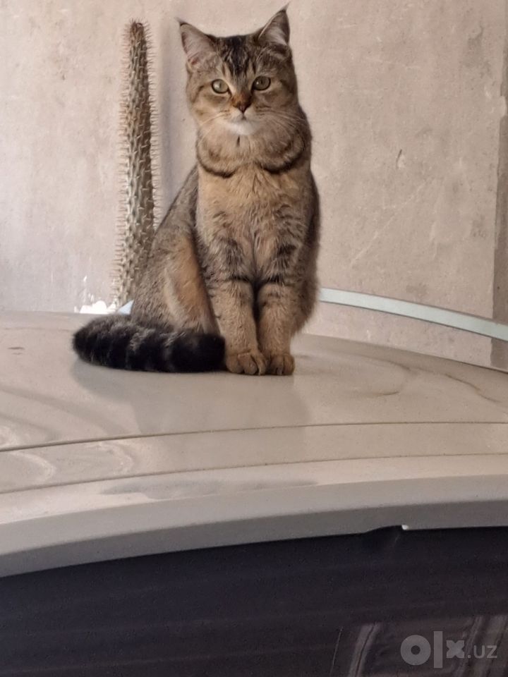 Бесплатно