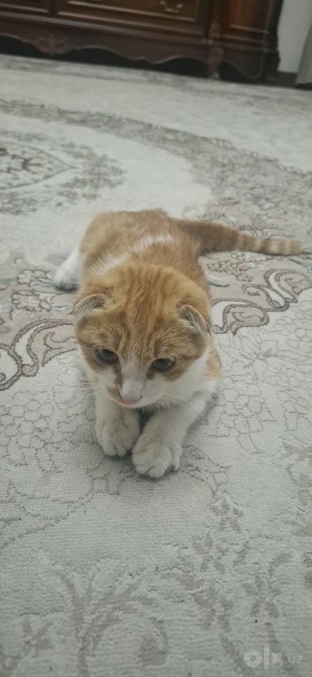1 200 000 сум