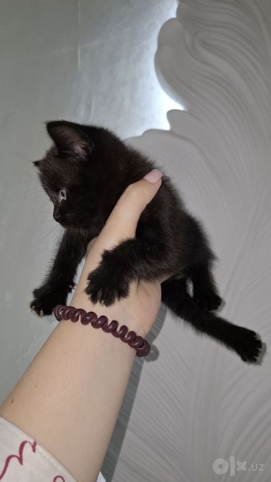 800 000 сум