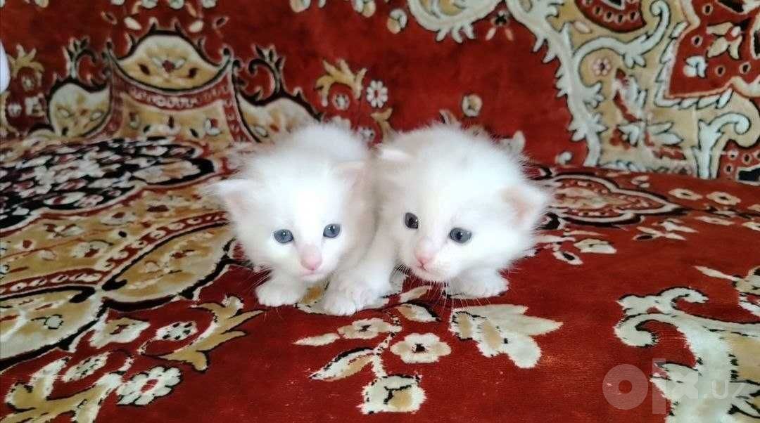 200 000 сум