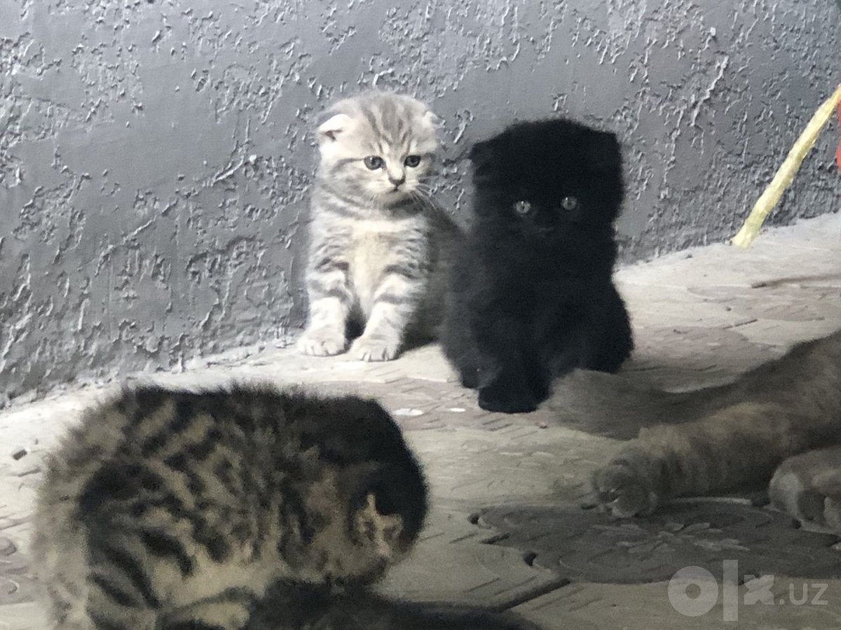 800 000 сум