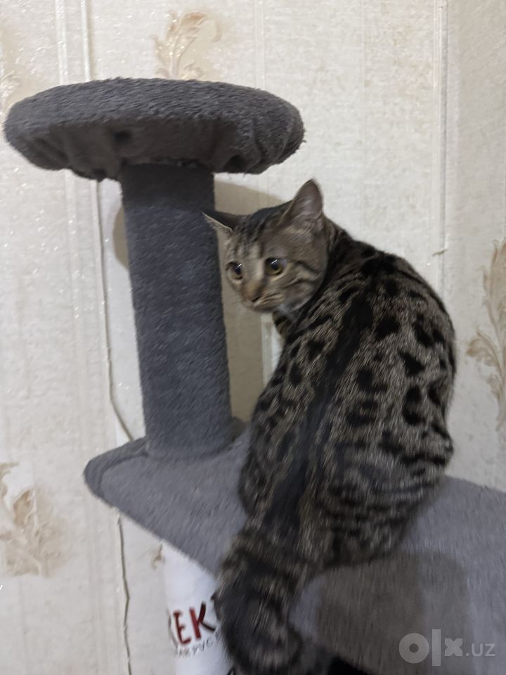 800 000 сум