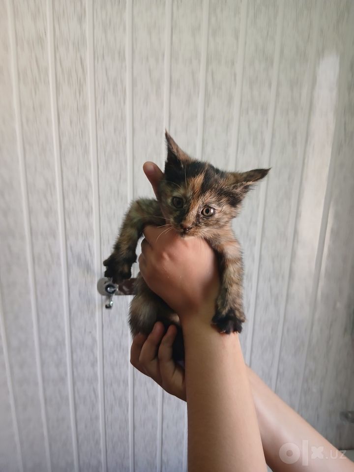 Бесплатно