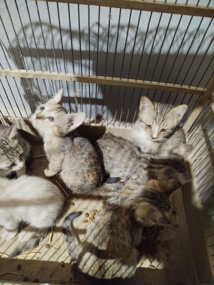 Бесплатно