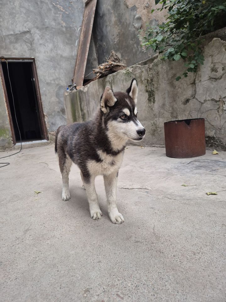5 200 000 сум