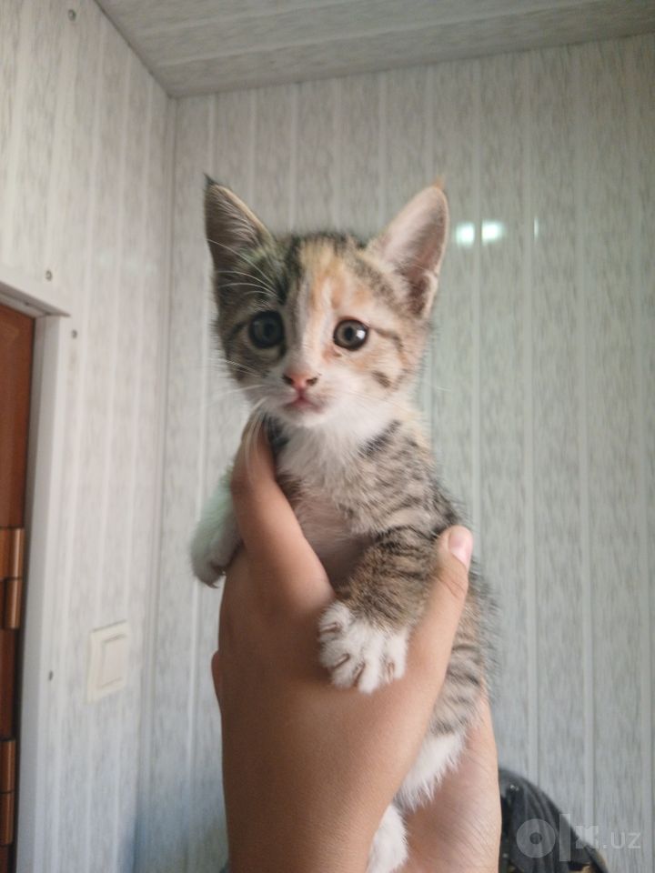Бесплатно