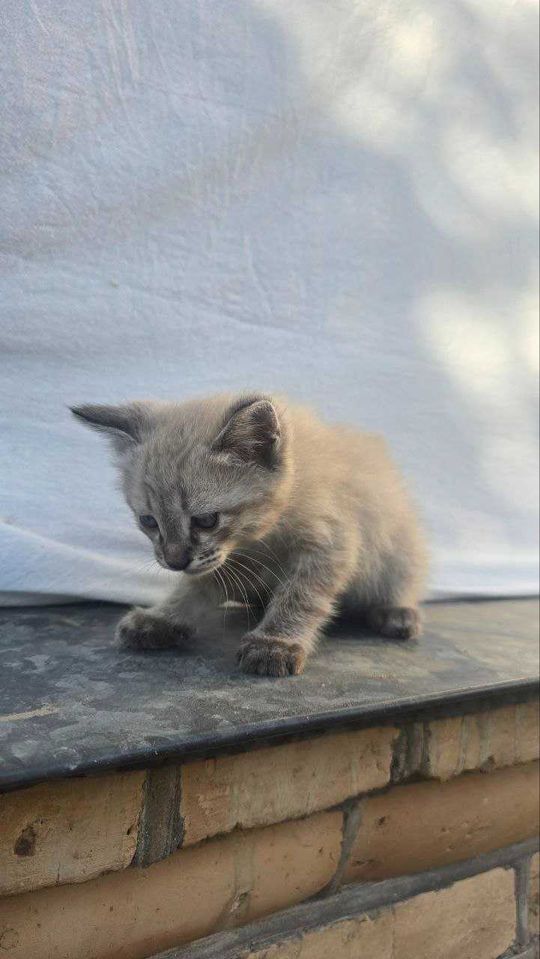 Бесплатно
