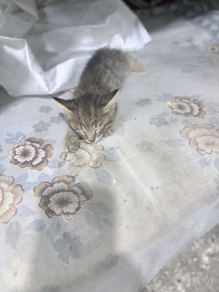 Бесплатно