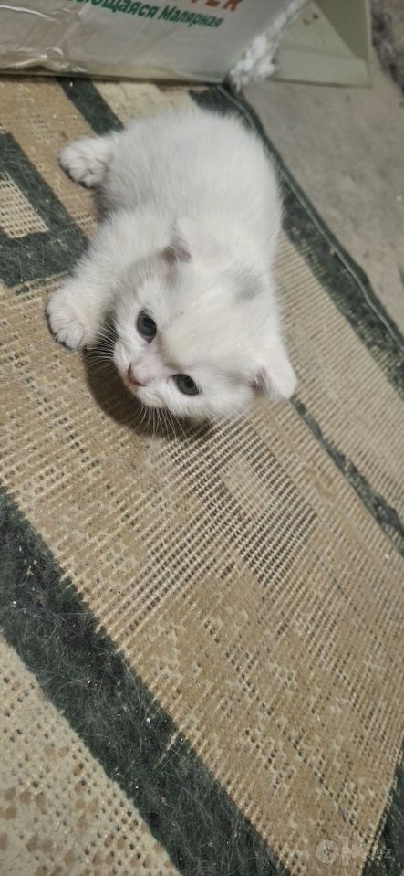 600 000 сум
