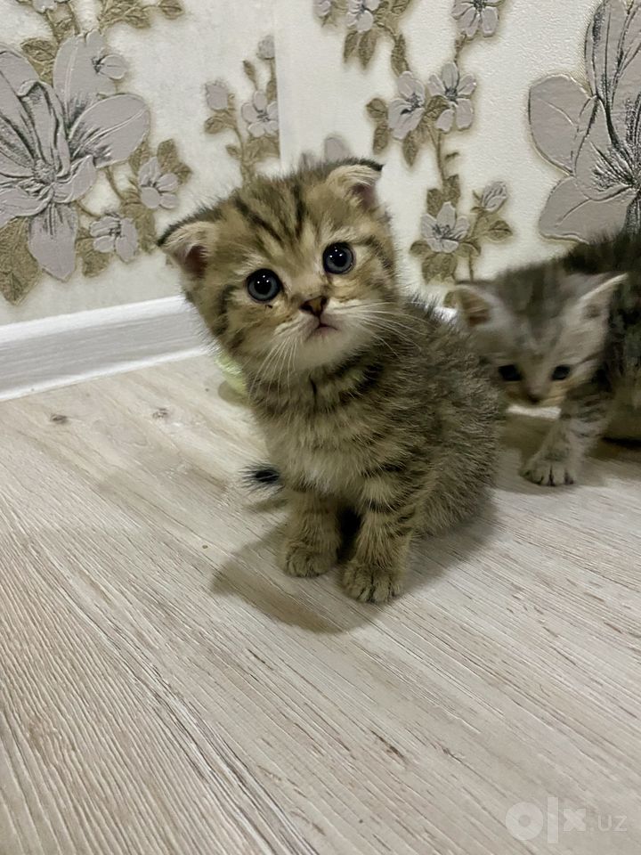 600 000 сум