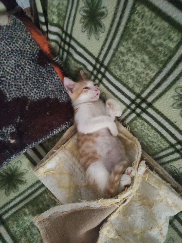 Бесплатно