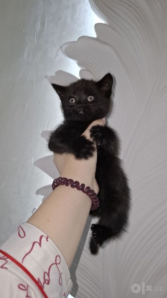 800 000 сум