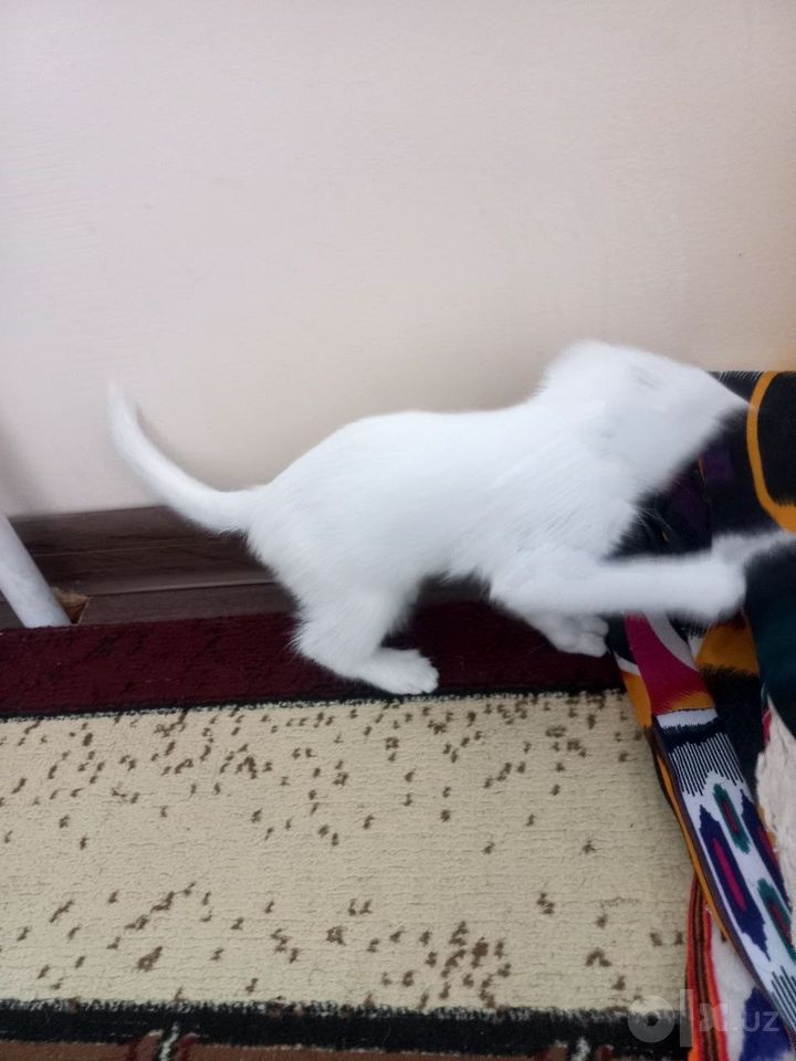 Bepul