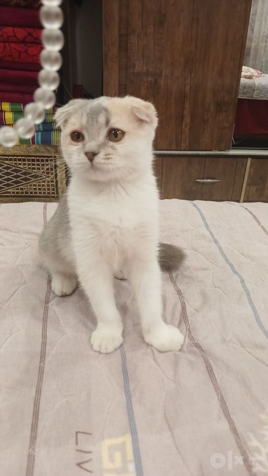 250 000 сум