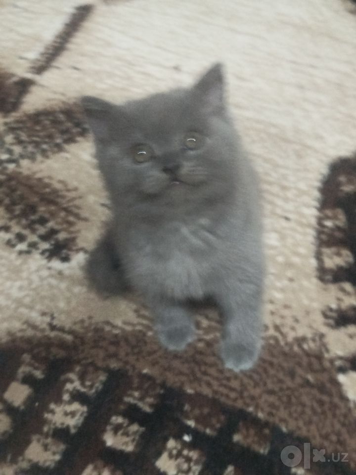 900 000 сум