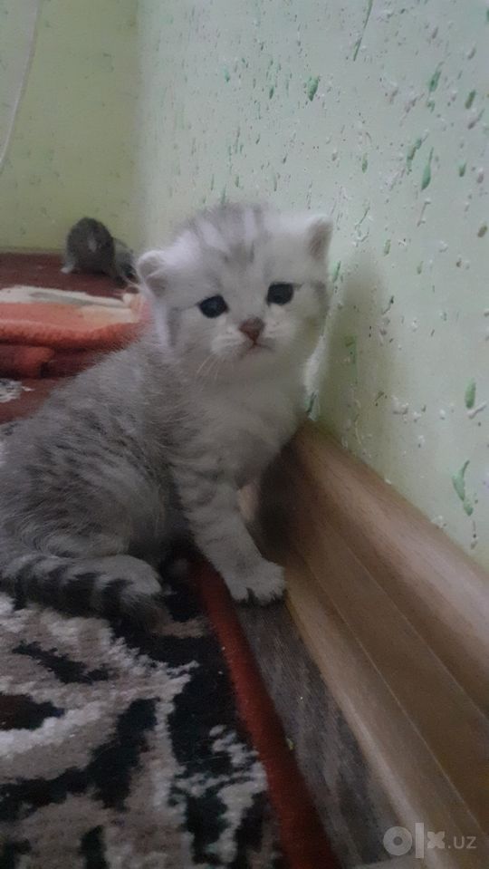 1 300 000 UZS