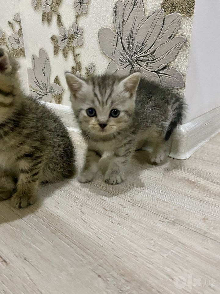 600 000 сум