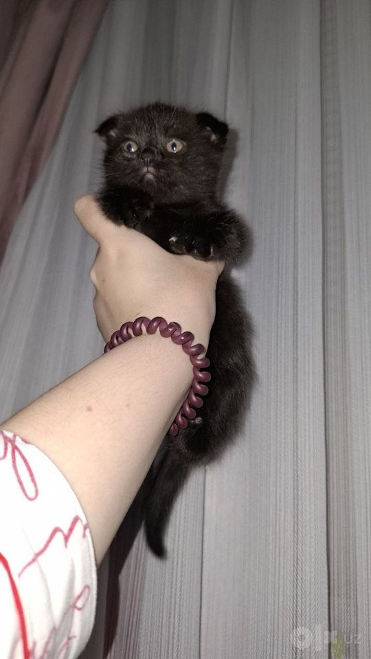 800 000 сум