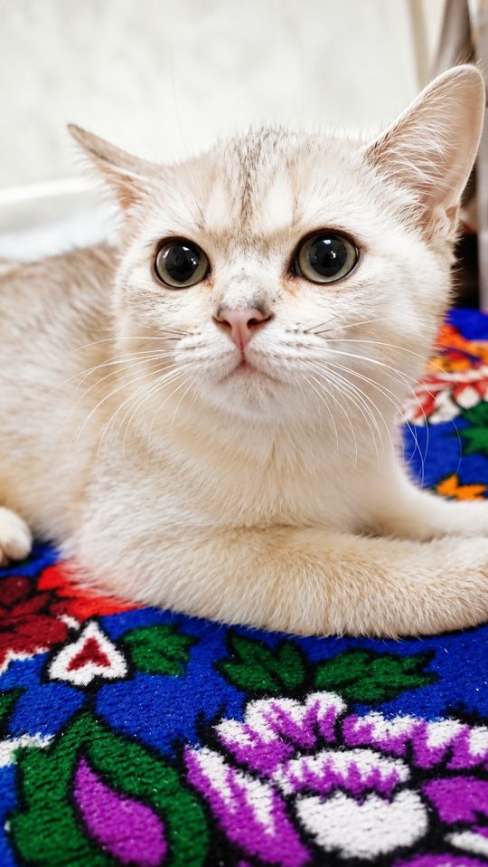599 999 сум