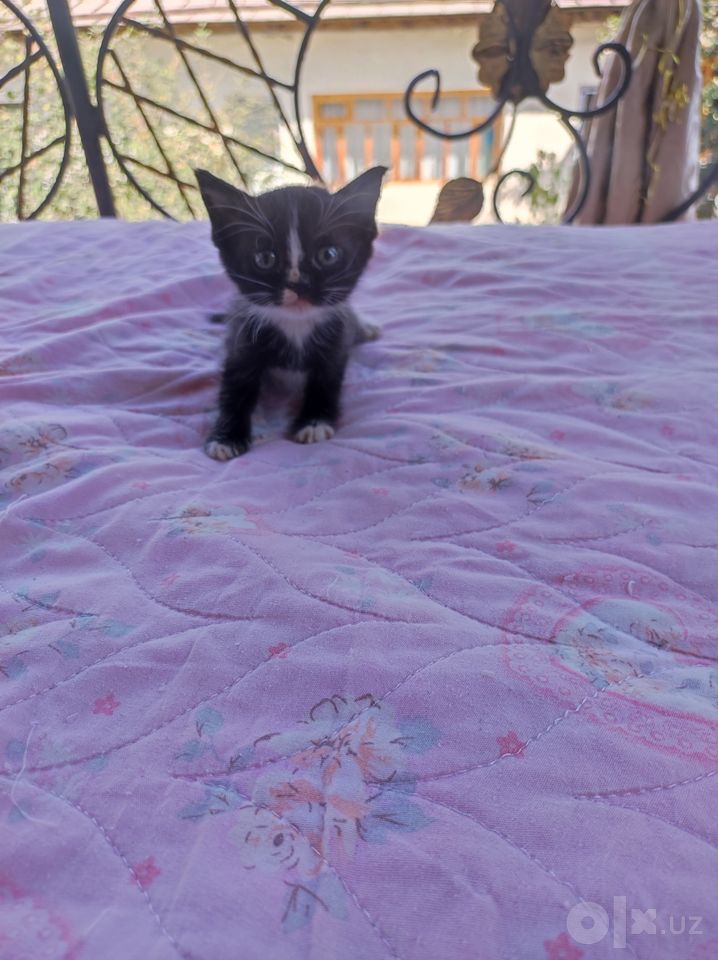 300 000 сум
