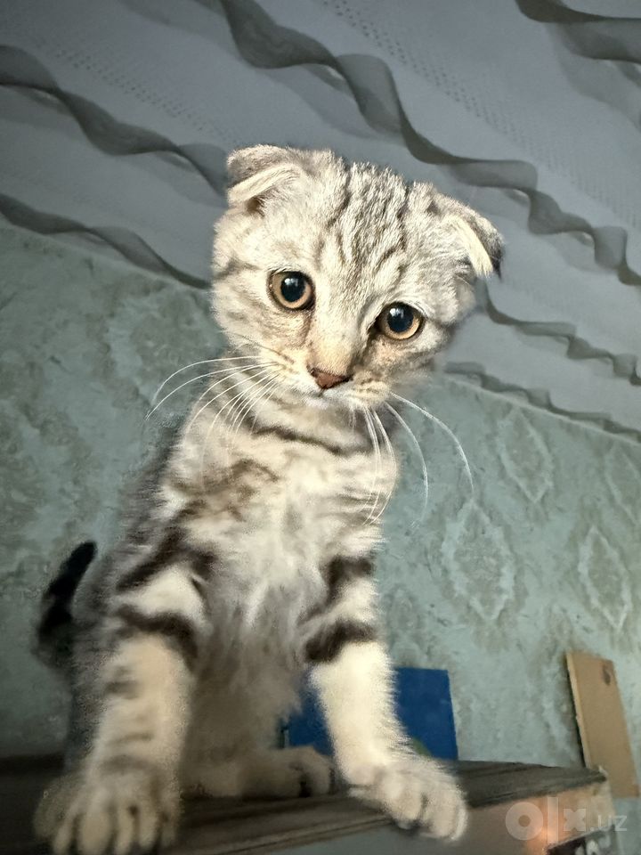 500 000 сум