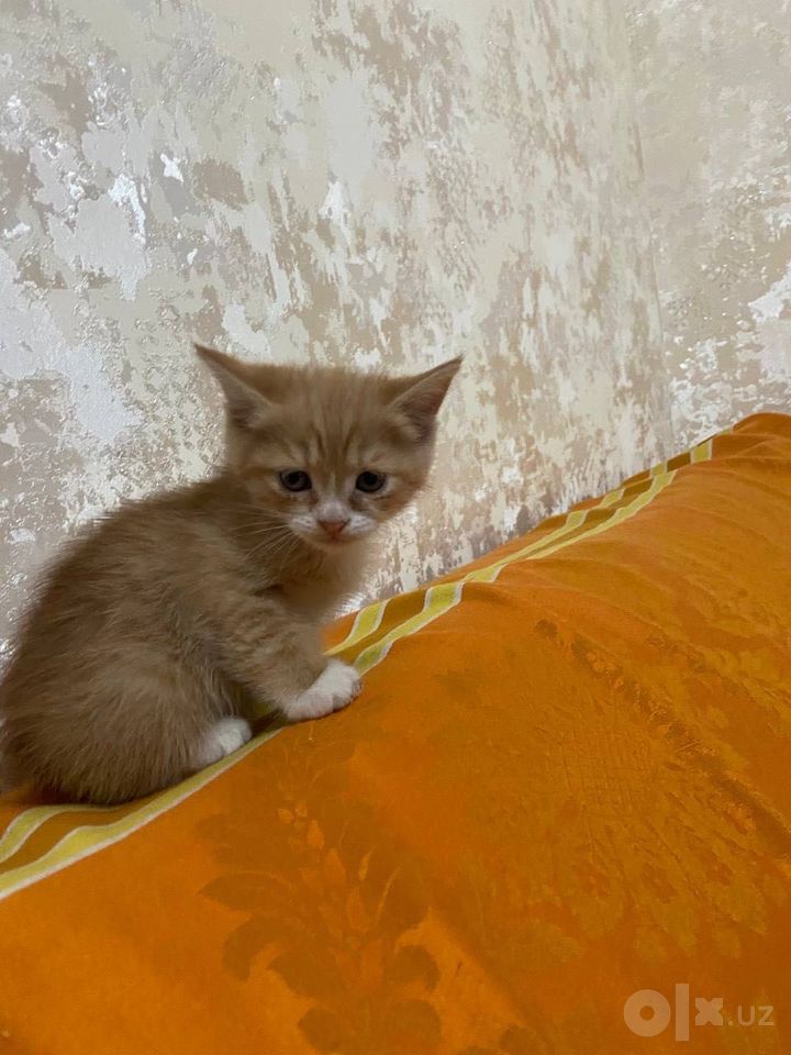 100 000 so'm