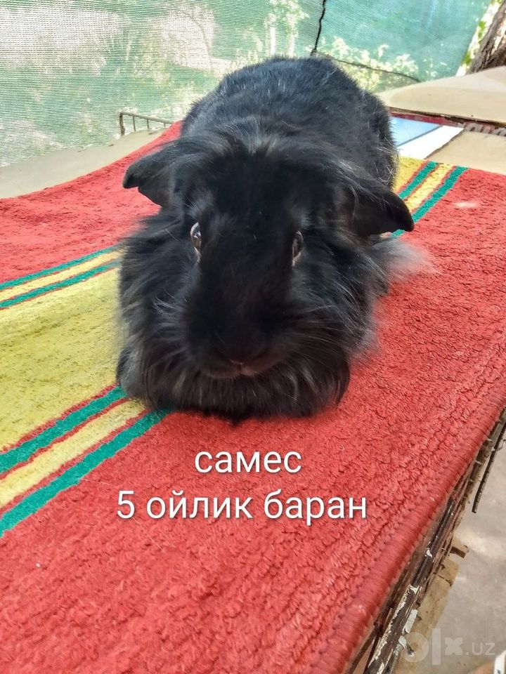 250 000 сум