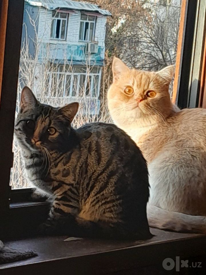 800 000 сум