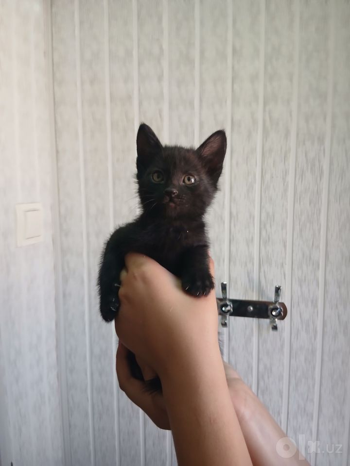 Бесплатно