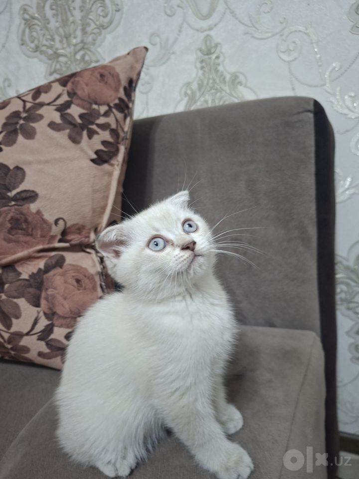 1 200 000 UZS