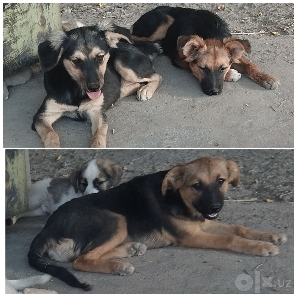 Бесплатно