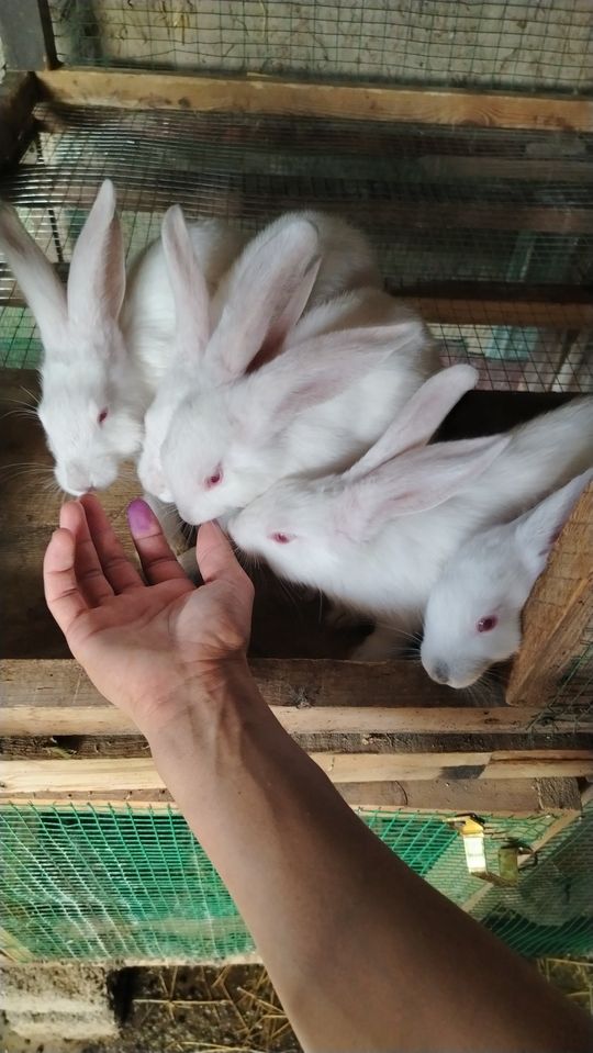 75 000 сум