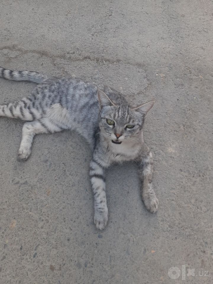 Бесплатно