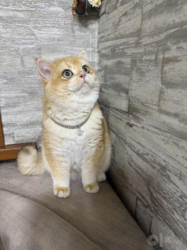 800 USD