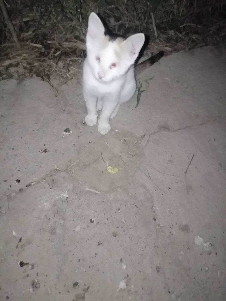 Бесплатно