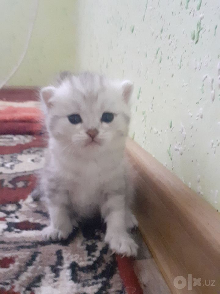 1 300 000 UZS