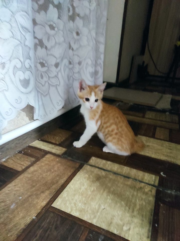 Бесплатно